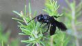 Andrena pilipes